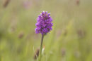 Northern Marsh Orchid